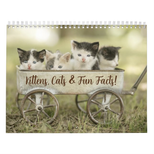 Roligt Facts Kitten Cat Calendar Kalender (Omslag)