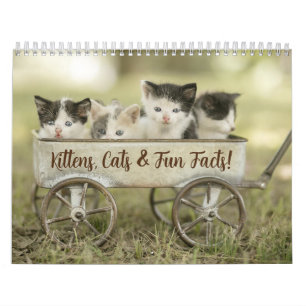 Roligt Facts Kitten Cat Calendar Kalender