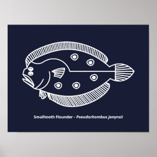 Roligt Flounder Fish in White on Deepest Blue Poster