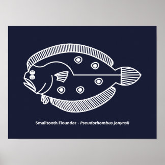 Roligt Flounder Fish in White on Deepest Blue Poster
