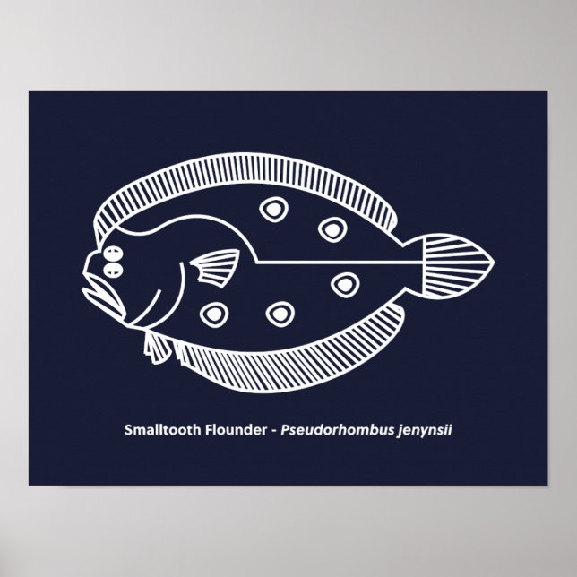 Roligt Flounder Fish in White on Deepest Blue Poster (Framsidan)
