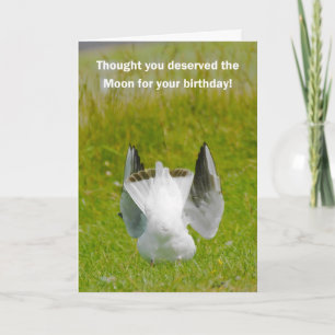 Roligt födelsedagskort - Mooning Fiskmås Kort