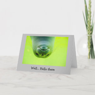 Roligt Förvaring i beröring Hur försluter man djur Kort