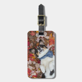 Roligt gulligt, CorgiLook Bagagebricka