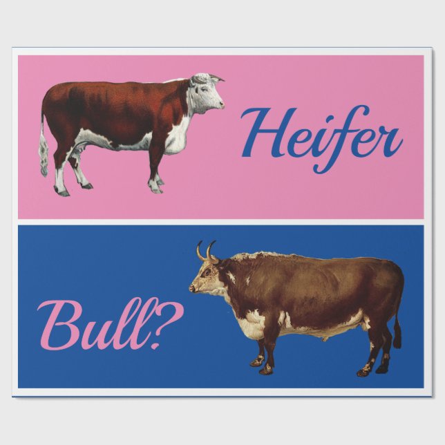 Roligt Heifer eller Bull Gender Reveal med nötkrea Presentpapper (Platt)