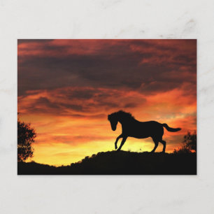 Roligt Horse in Sunset Postcard Vykort
