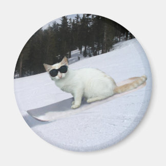 Roligt Katt på ett snurrande magnet