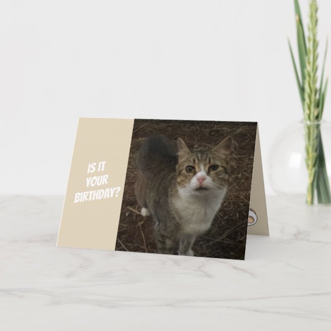 Roligt kattungefödelsedagkort kort (Framsida)