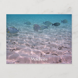 Roligt Maldives Coral Fish White Sand Lagoon Vykort