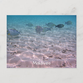 Roligt Maldives Coral Fish White Sand Lagoon Vykort