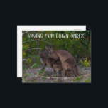 Roligt ner under Kangaroo Australia Vykort<br><div class="desc">Det är vårtid och kärlek ligger i luft. De här känguruerna håller med om att det är dags för en söt baby joey. Det här roliga kortet har ett känguru par som har underbar tid på Kangaroo Island i Sydauen. Skicka det här superskojet till alla dina vänner eller din familj...</div>