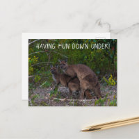 Roligt ner under Kangaroo Australia