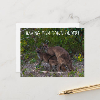 Roligt ner under Kangaroo Australia Vykort
