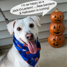 Roligt och Finare Halloween Hund