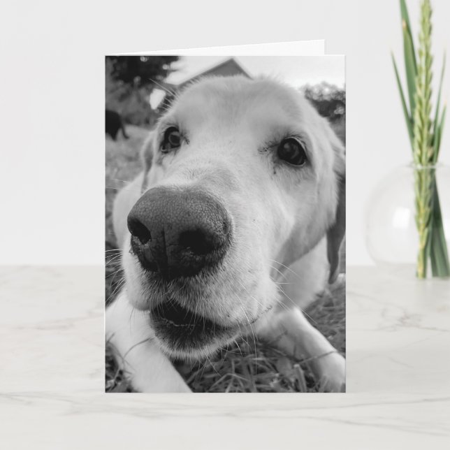 roligt och nära Ed den gamla gul lab Kort (Framsida)