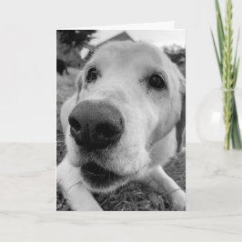 roligt och nära Ed den gamla gul lab Kort