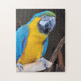 Roligt! Puzzle - Blue and gult macaw Pussel