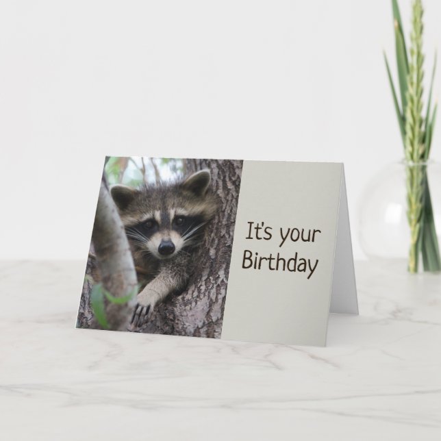 Roligt Raccoon på ett hårt ställe på födelsedagen Kort (Framsida)