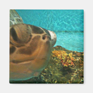 Roligt Sea Turtle Selfie Magnet