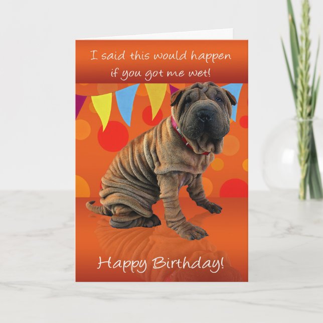 Roligt Shar Pei Birthday Card med födelsedagsdagen Kort (Framsida)