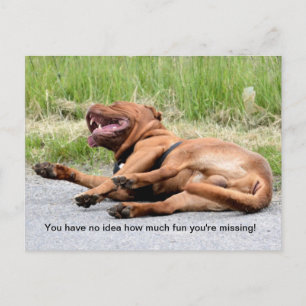 Roligt Skrattande Hund Postkort Vykort