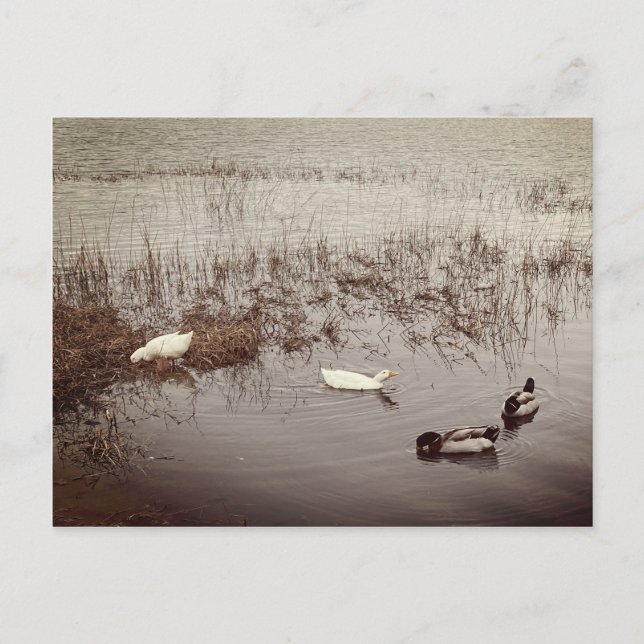 ROLIGT två par i Anka Vykort (Framsida)