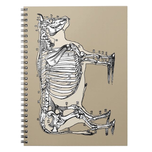 Roligten Antique Cow Skeleton Bones Anteckningsbok Med Spiral (Framsidan)