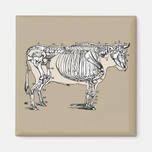 Roligten Antique Cow Skeleton Bones Magnet