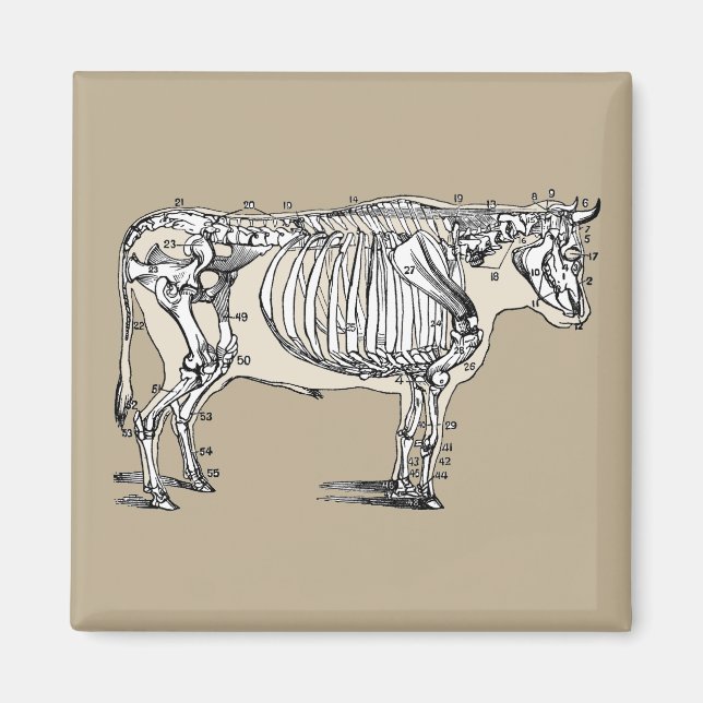 Roligten Antique Cow Skeleton Bones Magnet (Framsidan)