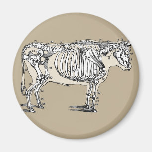 Roligten Antique Cow Skeleton Bones Magnet