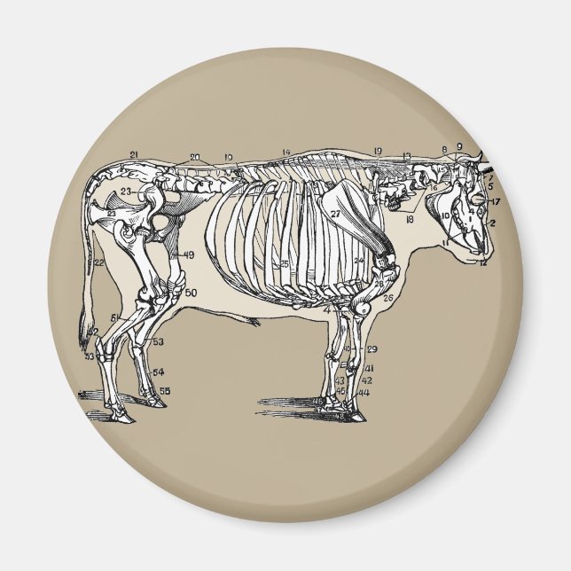 Roligten Antique Cow Skeleton Bones Magnet (Framsidan)