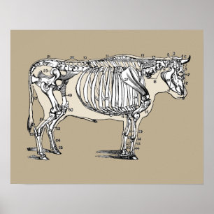 Roligten Antique Cow Skeleton Bones Poster