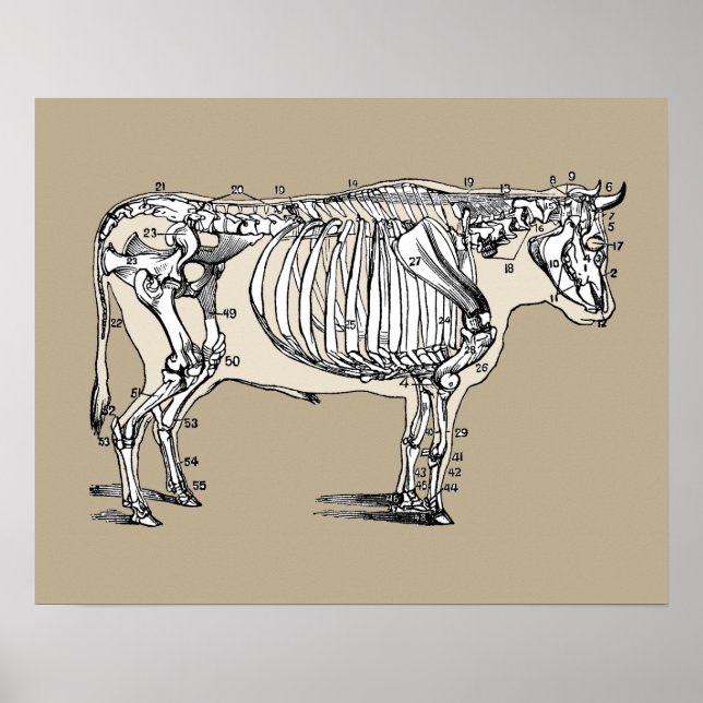 Roligten Antique Cow Skeleton Bones Poster (Framsidan)