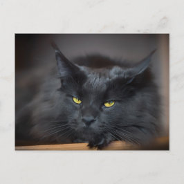 Roligten för kokain Kattunge Cute Vykort