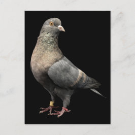 Roller Pigeon Vykort
