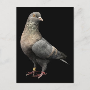 Roller Pigeon Vykort