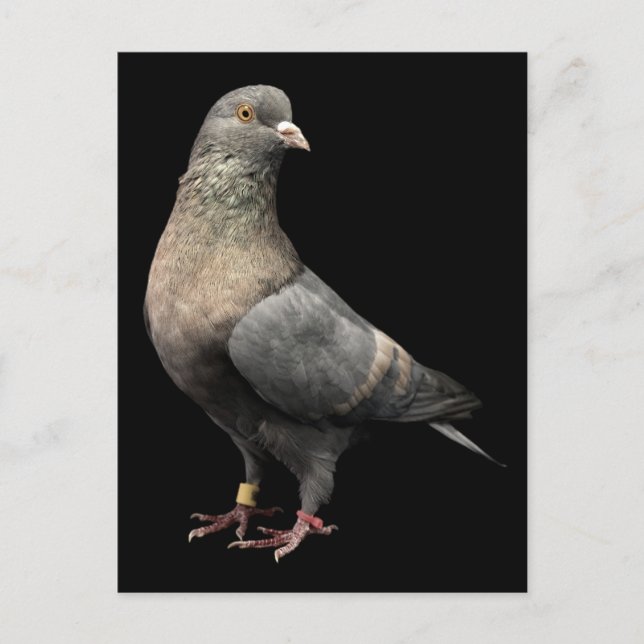Roller Pigeon Vykort (Framsida)