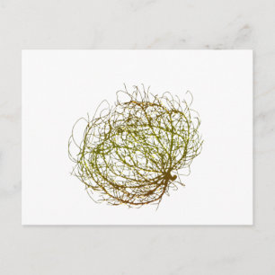 Rolling Golden Tumbleweed Plant Art Vykort