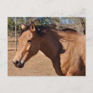 Roman Nose Vykort