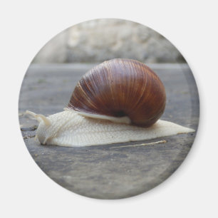 Roman Snigel Magnet