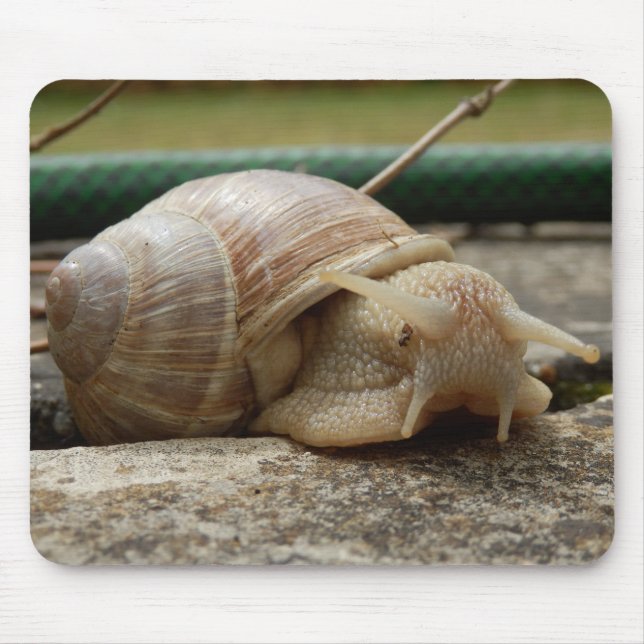 Roman Snigel Musmatta (Framsidan)
