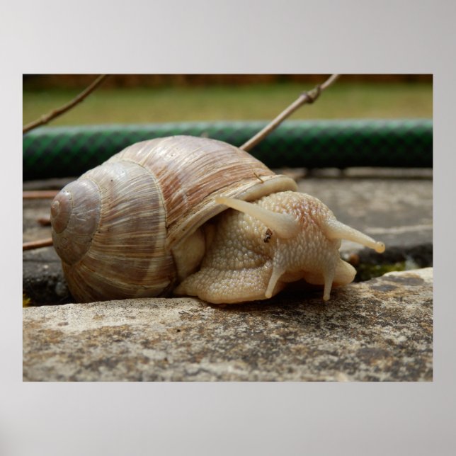Roman Snigel Poster (Framsidan)