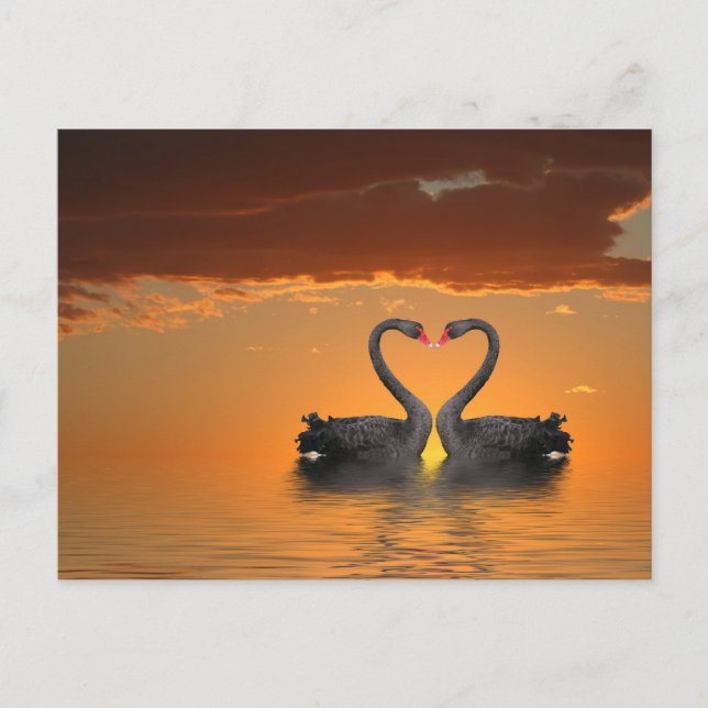 Romancing Svanar vycard Vykort (Framsida)