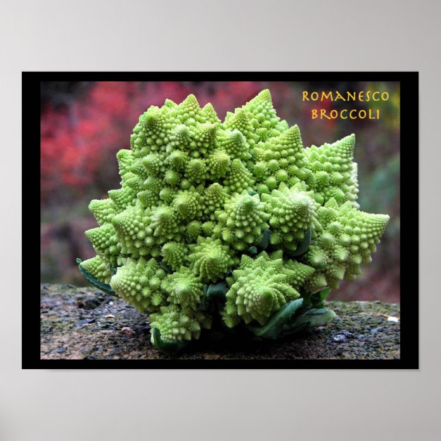 Romanesco Broccoli Vegetable Poster (Framsidan)