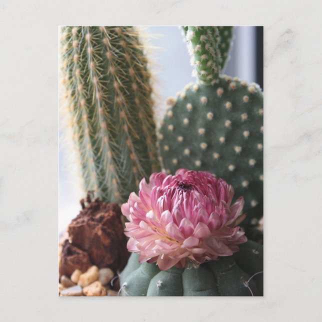 Romans 8:37 Cactus vycard Vykort (Framsida)