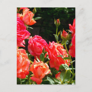 Romantic Coral ro Vykort