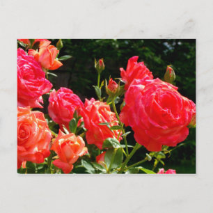 Romantic Coral ro Vykort