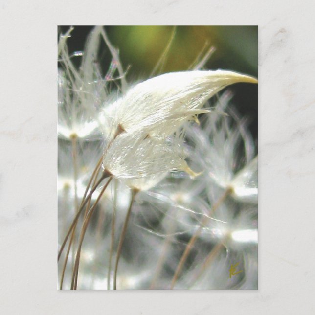 Romantic Embrace Dandelion Seed Vykort (Framsida)