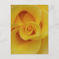 Romantic Gul ros Petals