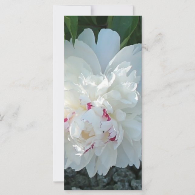 Romantic Peony Bookmark (Framsida)